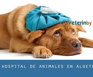 Hospital de animales en Algete