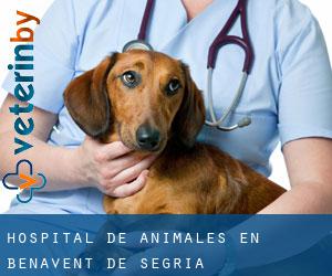 Hospital de animales en Benavent de Segrià