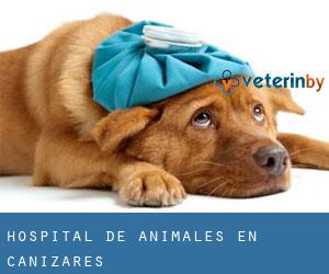 Hospital de animales en Cañizares