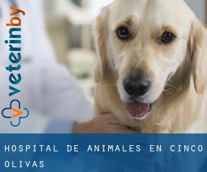 Hospital de animales en Cinco Olivas