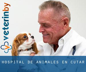 Hospital de animales en Cútar