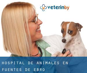 Hospital de animales en Fuentes de Ebro