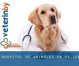 Hospital de animales en Gallur