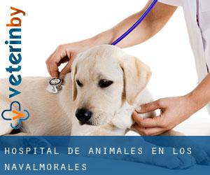 Hospital de animales en Los Navalmorales