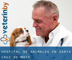 Hospital de animales en Santa Cruz de Moya