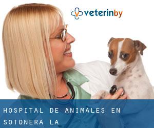 Hospital de animales en Sotonera (La)