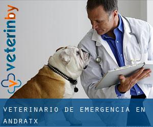 Veterinario de emergencia en Andratx