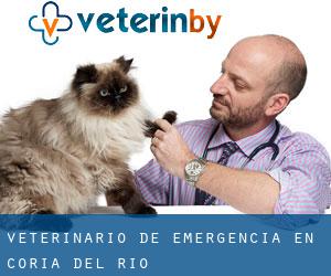 Veterinario de emergencia en Coria del Río