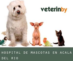 Hospital de mascotas en Acalá del Río