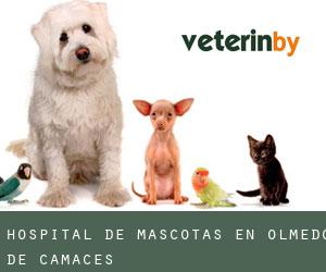 Hospital de mascotas en Olmedo de Camaces