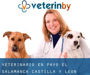 veterinario en Payo (El) (Salamanca, Castilla y León)